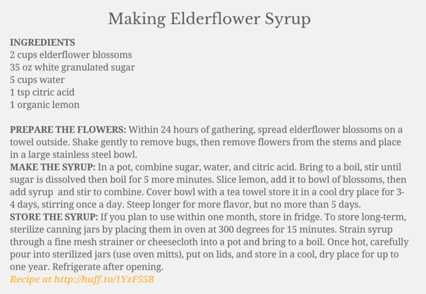 Elderflower Syrup Recipe